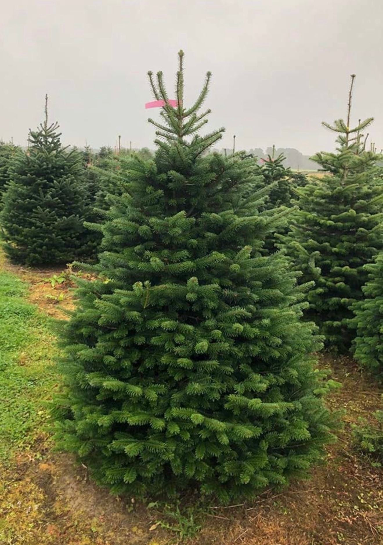 Nordmann Fir Luxury - Christmas Tree