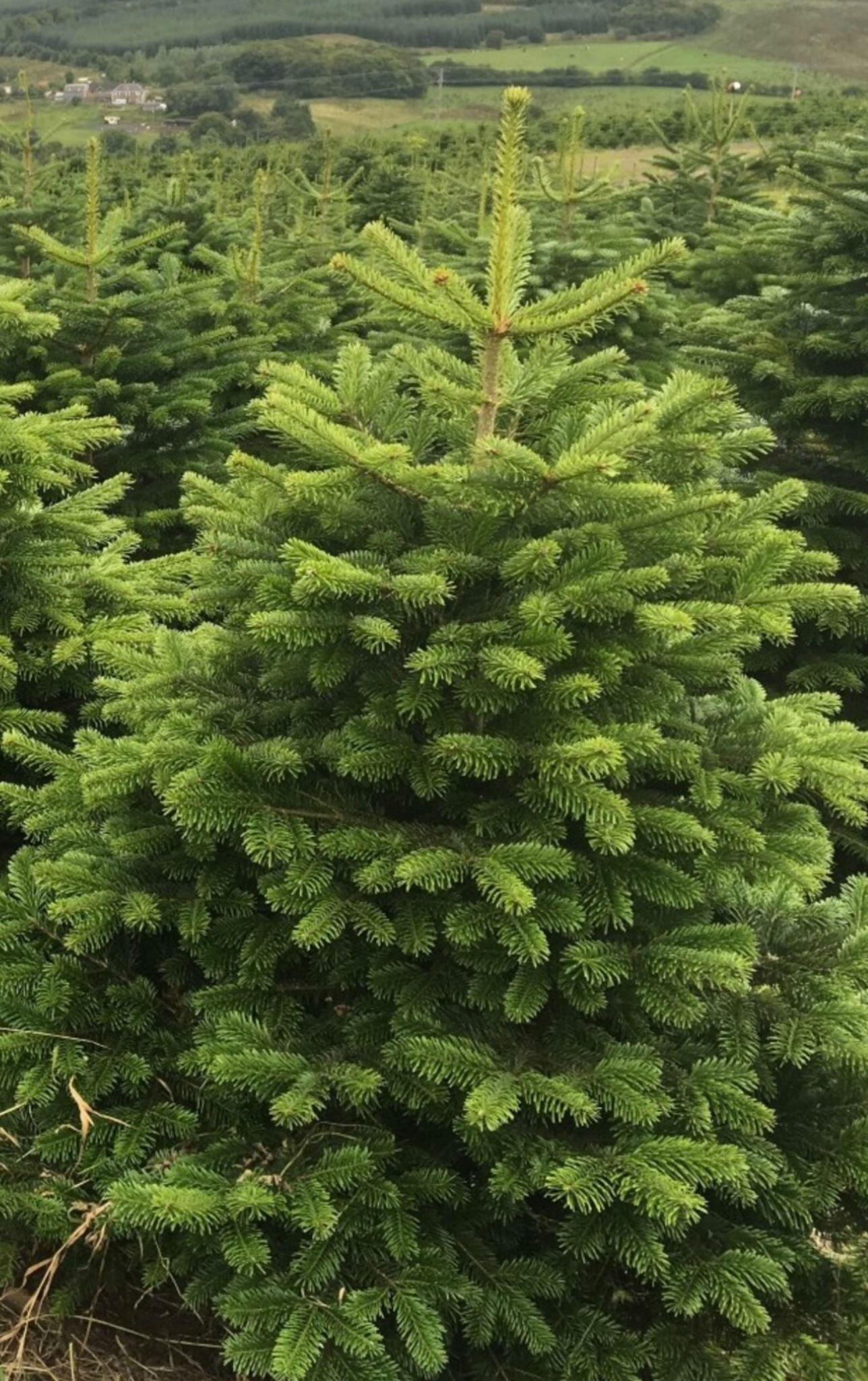 Nordmann Fir Luxury - Christmas Tree