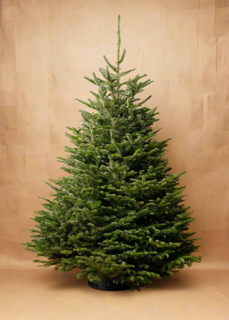 Nordmann Fir Luxury - Christmas Tree