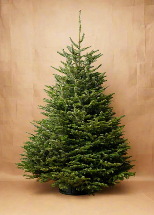 Nordmann Fir Luxury - Christmas Tree